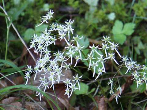 Saxifraga fortunei var. incisolobata