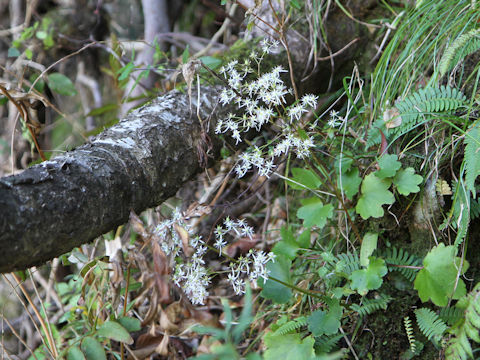 Saxifraga fortunei var. incisolobata