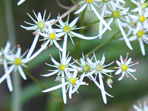 Saxifraga fortunei var. incisolobata