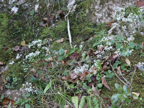 Saxifraga fortunei var. incisolobata