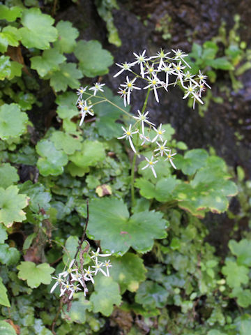 Saxifraga fortunei var. incisolobata