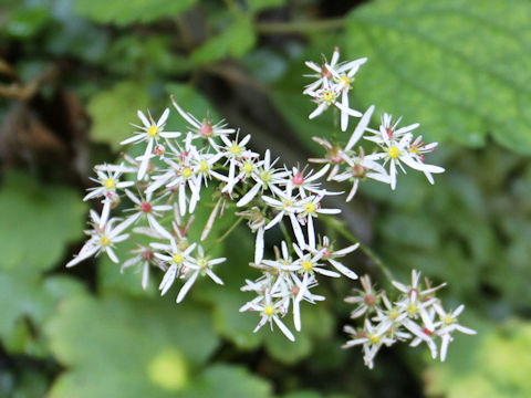 Saxifraga fortunei var. incisolobata