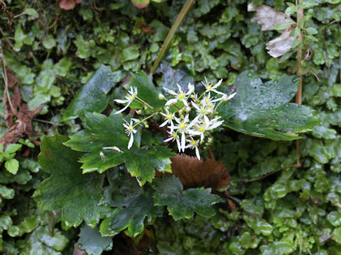 Saxifraga fortunei var. incisolobata