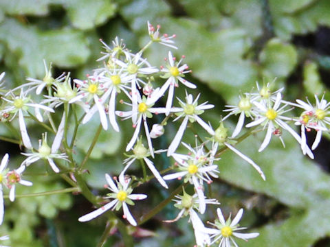 Saxifraga fortunei var. incisolobata