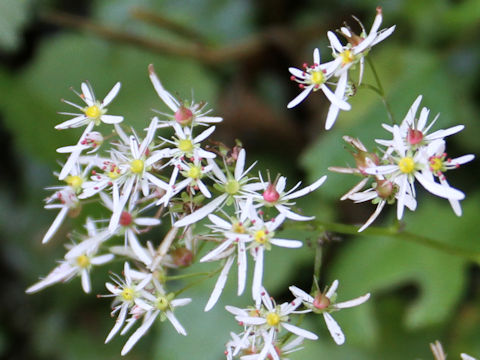 Saxifraga fortunei var. incisolobata