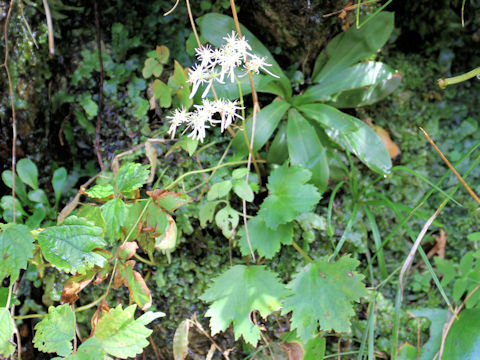 Saxifraga fortunei var. incisolobata