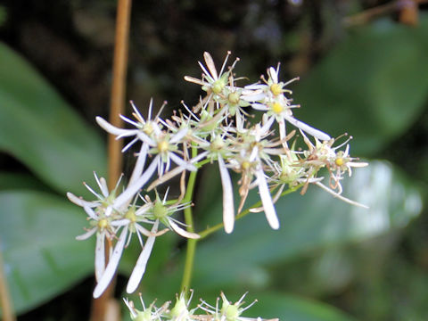 Saxifraga fortunei var. incisolobata