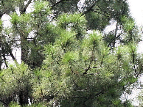 Pinus palustris