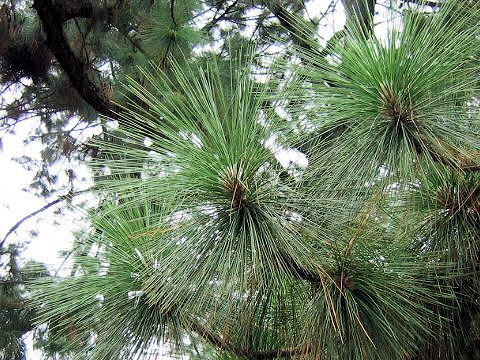 Pinus palustris