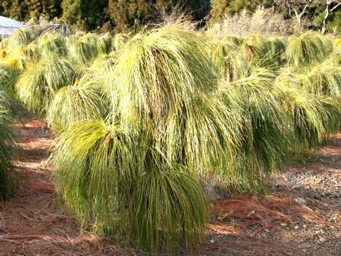 Pinus palustris