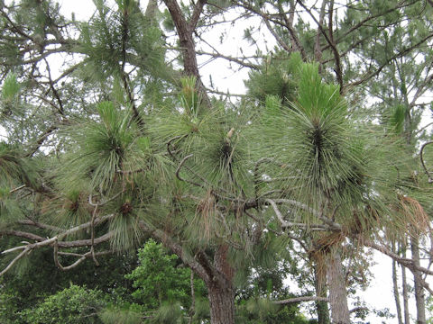 Pinus palustris