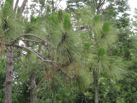 Pinus palustris