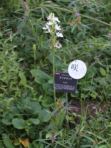 Habenaria dentata