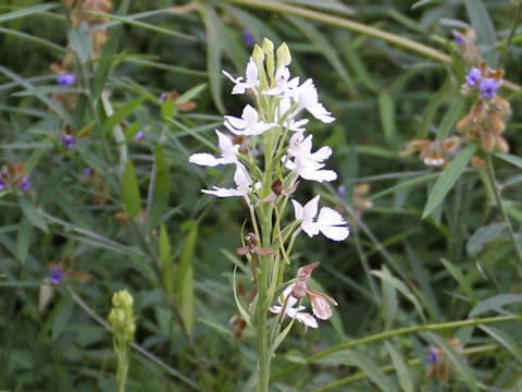 Habenaria dentata