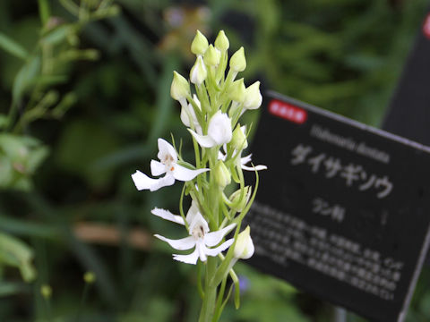 Habenaria dentata