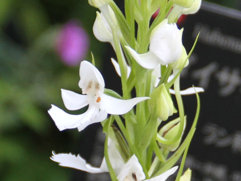 Habenaria dentata