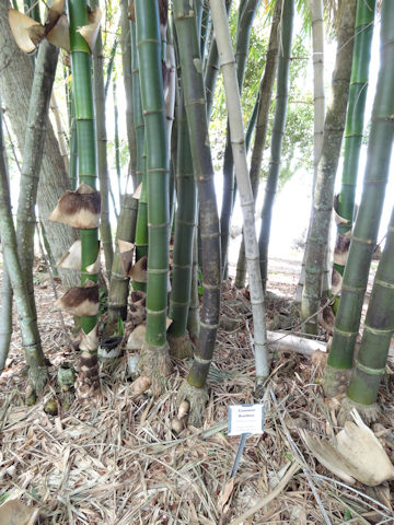 Bambusa vulgaris