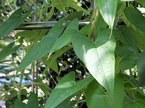 Dioscorea alata