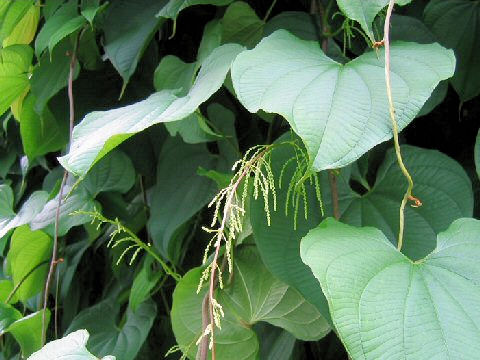 Dioscorea alata