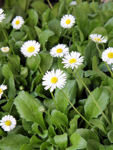 Bellis perennis