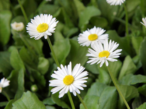 Bellis perennis