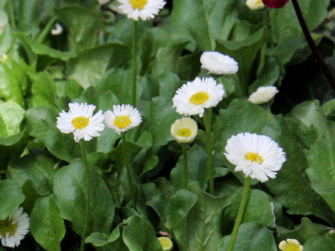 Bellis perennis