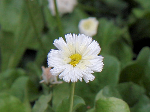 Bellis perennis