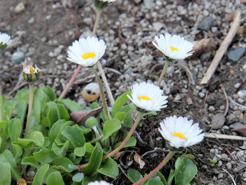 Bellis perennis