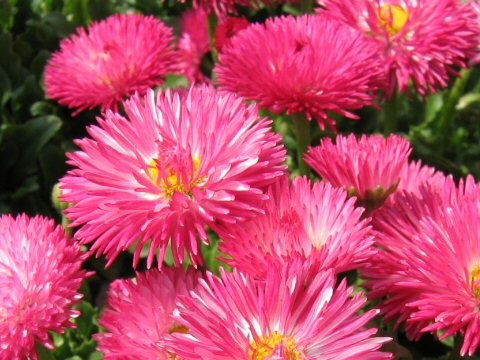 Bellis perennis