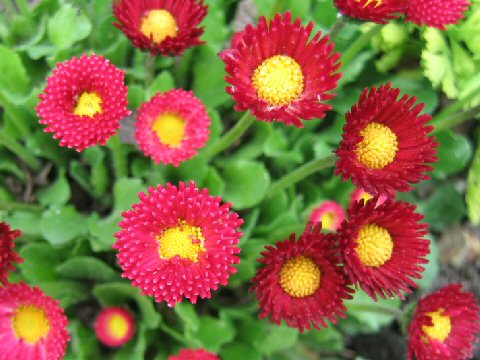 Bellis perennis