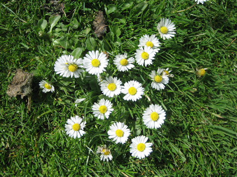 Bellis perennis