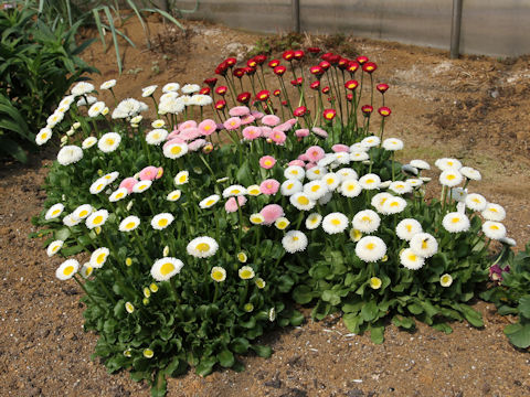 Bellis perennis cv. Pomponette