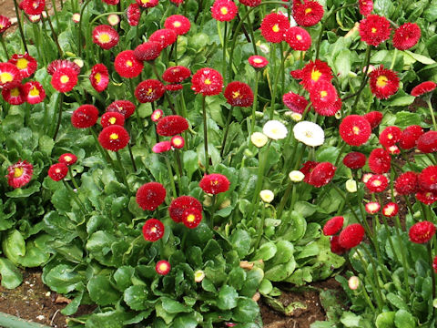 Bellis perennis cv. Pomponette