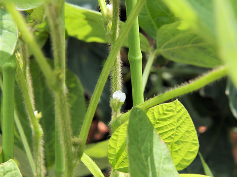 Glycine max ssp. max