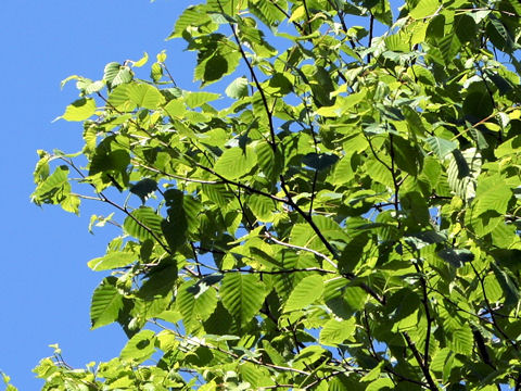 Betula ermanii