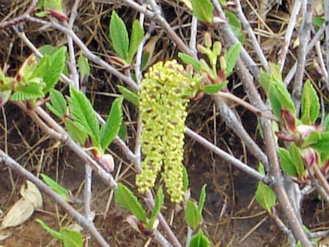 Betula ermanii