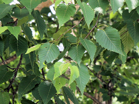 Betula ermanii