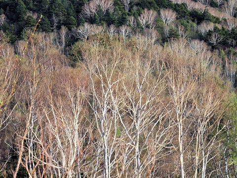 Betula ermanii