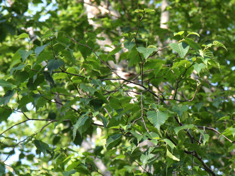 Betula ermanii