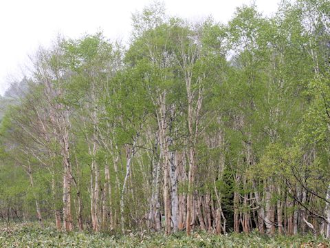 Betula ermanii