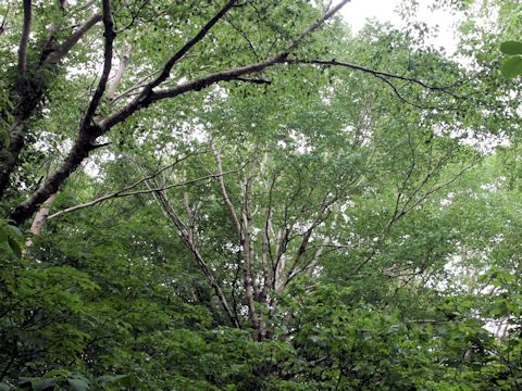 Betula ermanii