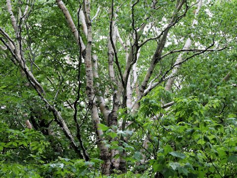 Betula ermanii