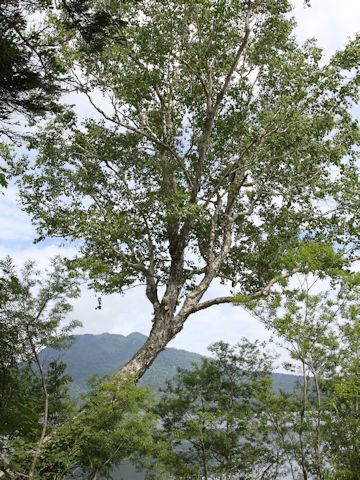 Betula ermanii