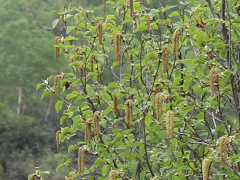 Betula ermanii