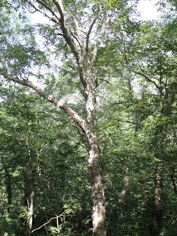 Betula ermanii