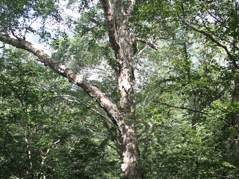 Betula ermanii