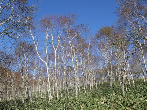 Betula ermanii