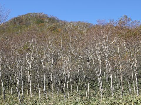 Betula ermanii