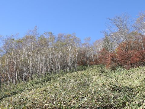 Betula ermanii