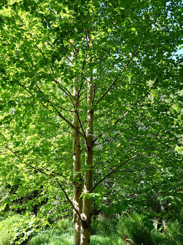 Betula ermanii